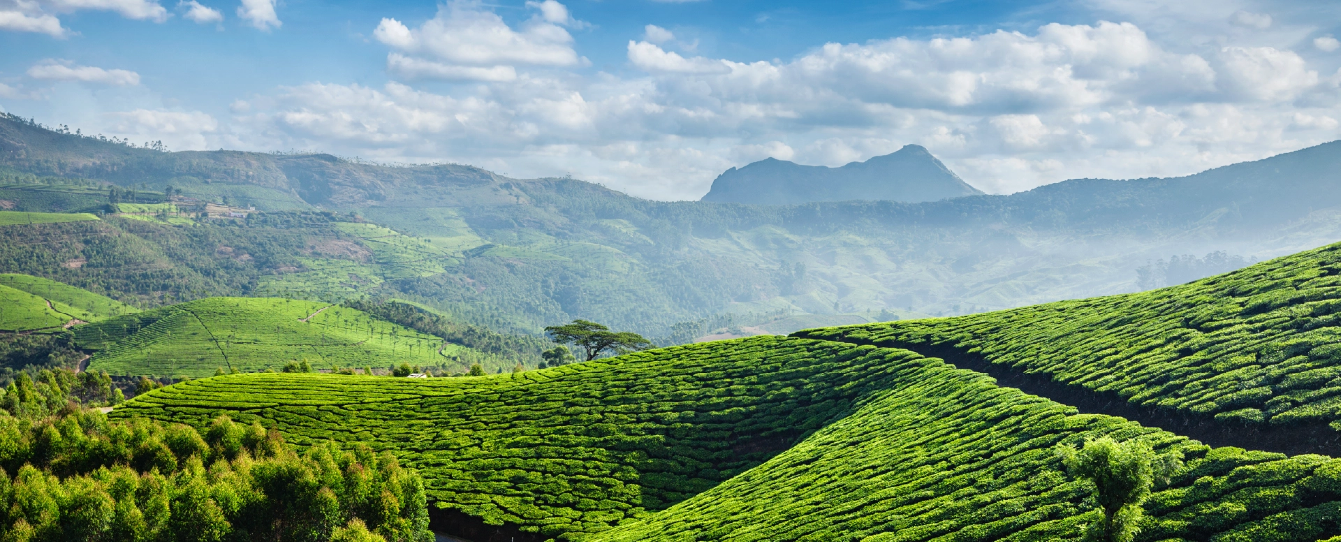 Eeleem Resort and Spa, Munnar Banner